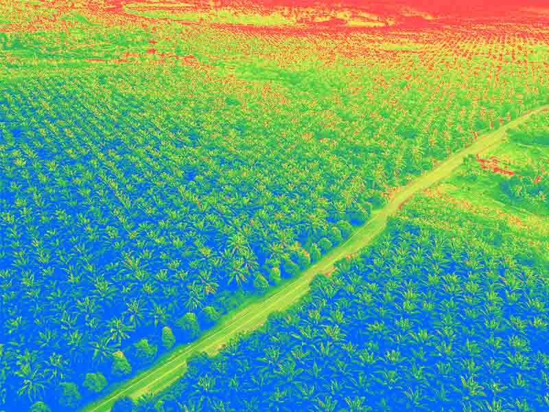 Annotation of Lidar imagery of palm oil plantations, a lidar technology case study