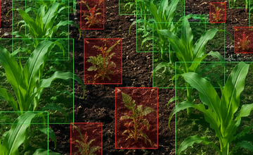 Improving Crop and Weed Detection With Expert Image Annotation
