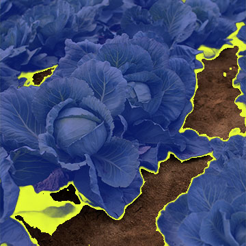 Semantic segmentation