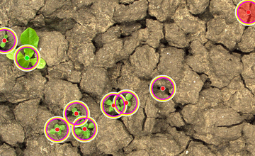 Precision Weeding at Scale