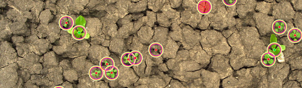 Plant-level annotations identifying crops and weeds in a field.