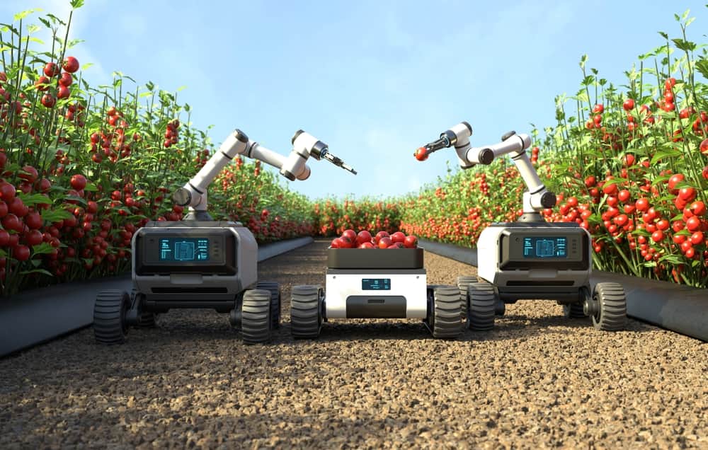 Robot is picking tomatoes in a tomato garden